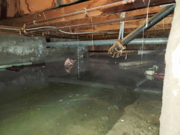 Best Water damage contractors near me  in Temple City, CA